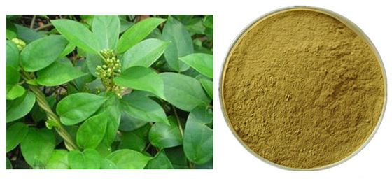 Gymnema Sylvestre Leaf Anthocyjanin Extract Powder For Pharmaceutical dostawca