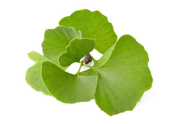 Posiadanie ciśnienia krwi Ginkgo Biloba luzem w proszku dostawca