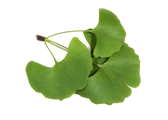 CAS 90045-36-6 Ekstrakt z organicznych suchych liści Ginkgo Biloba w proszku dostawca