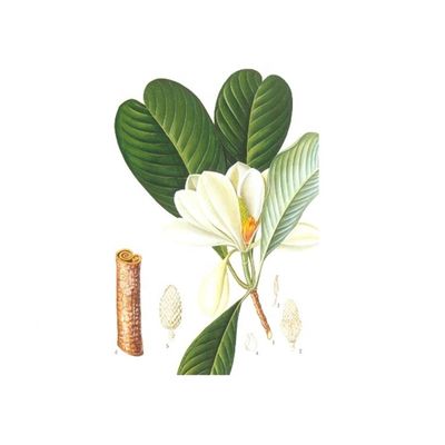 Antystresowy 98% czysty naturalny organiczny ekstrakt z kory magnolii dostawca