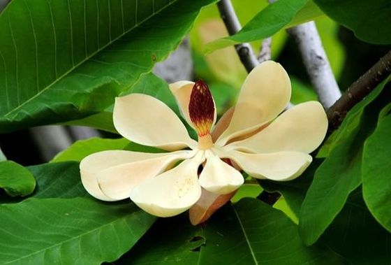 HPLC Magnolol / Honokiol Magnolia Officinalis Bark Extract dostawca