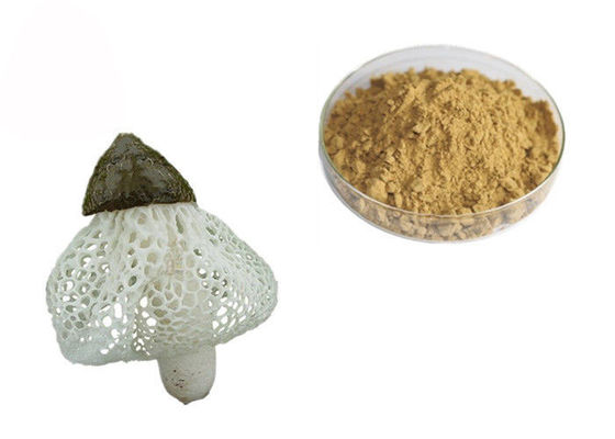 Organiczny ekstrakt z Dictyophora Indusiata dostawca