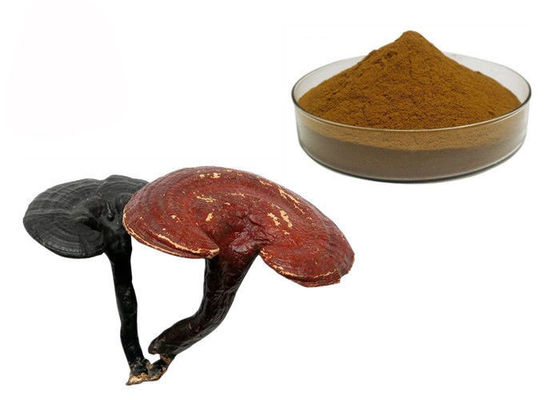 50% czystości Ganoderma Lucidum Reishi Wyciąg z grzybów w proszku dostawca